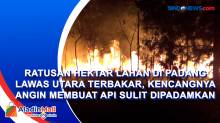 Ratusan Hektar Lahan di Padang Lawas Utara Terbakar, Kencangnya Angin Membuat Api Sulit Dipadamkan