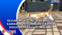 Sejumlah Kucing Liar Mati di Kawasan Perumahan karena Diduga Diracun di Malang