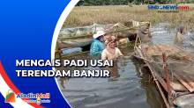 Banjir Rendam Sawah, Ibu-ibu Rela Kais Sisa Padi di Sumatera Utara