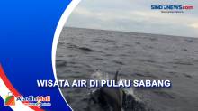 Serunya Menengok Atraksi Lumba-Lumba di Pulau Sabang
