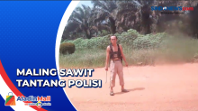 Maling Sawit Tantang Polisi dengan Sajam karena Menolak Ditangkap di Bangka Belitung