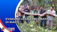 Proses Evakuasi Ular Sanca Batik Delapan Meter di Riau