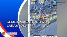 Pagi Ini, Larantuka NTT Diguncang Gempa Magnitudo 4,3