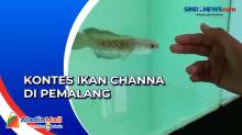 Kontes Ikan Channa di Pemalang, Ada yang Seharga Motor PCX