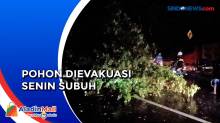 Pohon Tumbang Tutup Ruas Jalan di Gianyar Sebabkan Kemacetan Panjang