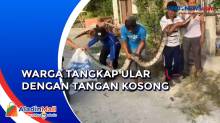 Ular Piton Lima Meter Ditangkap Warga di Pekanbaru
