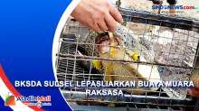 BKSDA Sulsel Lepasliarkan Buaya Muara Raksasa yang Berkeliaran di Kawasan Bandara Sultan Hasanuddin