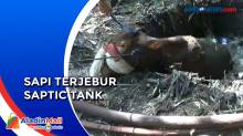 Detik-detik Evakuasi Sapi yang Terjebur Saptic Tank Sedalam 7 Meter di Ngawi