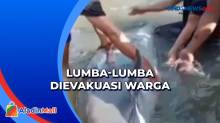 Terdampar di Pantai Galesong, Lumba-Lumba Dievakuasi Warga ke Tengah Laut