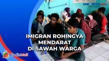 Puluhan Imigran Rohingya Mendarat di Sawah Warga