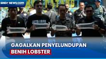 TNI AL Gagalkan Penyelundupan Ribuan Benih Lobster di Cilacap