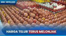 Harga Telur Melonjak di Pasaran hingga Tembus Rp30 Ribu per Kg