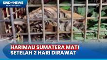 Harimau Sumatera yang Terjerat Perangkap Babi di Madina Akhirnya Mati