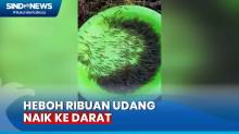 Viral, Ribuan Udang Naik ke Darat di Gorontalo, Warga Kaitkan dengan Hal Mistis