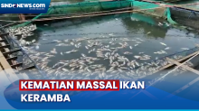 Petani Rugi Miliaran Rupiah, Ribuan Ekor Ikan Keramba Mati di Banjar