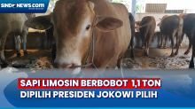 Sapi Limosin Berbobot 1,1 Ton Dipilih Presiden Jokowi Pilih untuk Kurban di Bangka Belitung