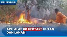 Kebakaran Hutan dan Lahan Meluas di Kotawaringin Barat, 60 Hektare Dilalap Api