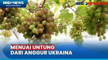 Pemuda di Cilegon Raup Omzet Rp10 Juta per Bulan dari Budi Daya Anggur Asal Ukraina