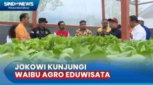 Kunjungi Waibu Agro Eduwisata, Jokowi Yakin Pangsa Pasar Papua akan Dikuasai Anak Muda
