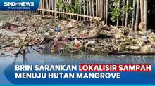Banyak Tumpukan Sampah! BRIN Sarankan Lokalisir Sampah Menuju Hutan Mangrove di Muara Angke