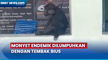 Berkeliaran Resahkan Warga, Monyet Endemik Sulawesi Dilumpuhkan dengan Tembak Bius
