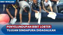 Penyelundupan Bibit Lobster Senilai Rp5,5 Miliar Digagalkan Bea Cukai Batam