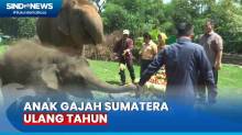 Banjir Buah untuk Rawana, Anak Gajah Sumatera yang Ulang Tahun di Lampung