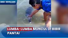 Warga Sampang Dikagetkan Munculnya Ikan Lumba-Lumba di Bibir Pantai