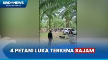 Petani Sawit di Lampung Diserang Puluhan Orang dengan Sajam saat Panen