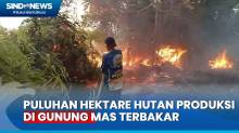 Diduga Sengaja Dibakar, Puluhan Hektare Hutan Produksi di Gunung Mas Terbakar