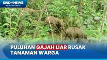 Puluhan Gajah Liar Rusak Tanaman Warga di Pidie Jaya Aceh