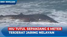 Terjerat Jaring Nelayan, Hiu Tutul Sepanjang 6 Meter Mati di Pantai Jatimalang