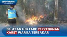 Perkebunan Karet Warga di Lampung Terbakar, Diduga Karena Puntung Rokok