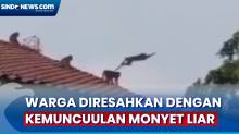 Warga Jakarta Timur Diresahkan dengan Kemunculan Monyet Liar
