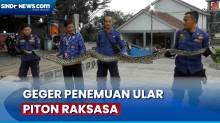 Ular Piton Raksasa Ditemukan Petani saat Bersihkan Lahan di Tangerang, Begini Penampakannya