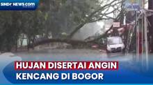 Sejumlah Pohon Tumbang Tutup Jalan Usai Hujan Disertai Angin di Bogor