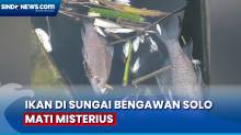 Ikan di Sungai Bengawan Solo Mati Misterius Diduga Karena Fenomena Blooming Eceng Dondok