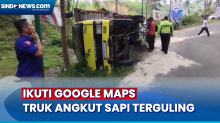Sopir Ikuti Google Maps, Truk Angkut Sapi Terguling di Pacitan