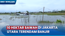 Akibat Hujan Deras, 10 Hektar Sawah di Jakarta Utara Terendam Banjir