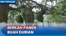 Panen Durian Tiba, Omzet Petani di Muaro Jambi Capai Jutaan Rupiah
