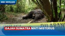 Bau Membusuk, Gajah Sumatra Ditemukan Mati Misterius di Perkebunan Warga di Aceh