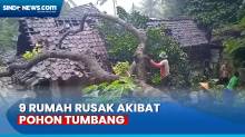 Hujan Deras dan Angin Kencang, 9 Rumah Rusak akibat Pohon Tumbang