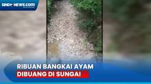 Blower Kandang Padam, Pemilik Buang Ribuan Bangkai Ayam ke Sungai Musi Rawas