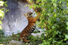 Ede dan Kuno, 2 Anak Harimau Sumatera yang Lahir di Kebun Binatang Tierpark Berlin