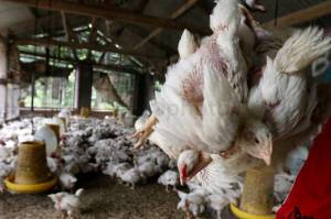 Harga Ayam di Tingkat Peternak Jatuh Dinilai Gagalnya Atur Supply dan Demand