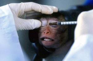 Ramu Imunitas Tubuh, Ilmuwan Suntikan Virus Corona ke Monyet Rhesus