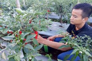 Dukung Ketahanan Pangan, YESS Komitmen Lahirkan Wirausahawan Muda Pertanian