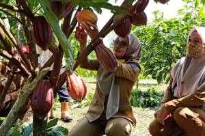 Indah Bertekad Kembalikan Kejayaan Kakao di Luwu Utara