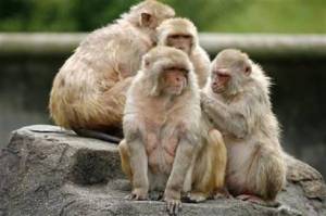 Monyet yang Pernah Terinfeksi Corona Kebal Terhadap Virus Serupa