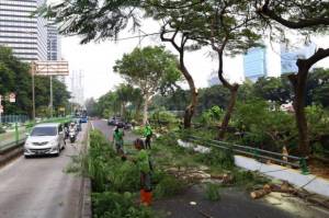 Rawan Tumbang, Ratusan Pohon di Jakarta Selatan Dipangkas dan Ditebang